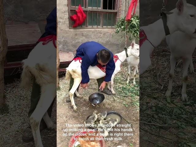 Dude Milking Fresh Goat Milk Straight From The Source