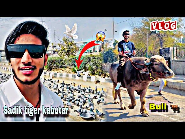 Bull  Rider VS Tiger kabutar ️ ||