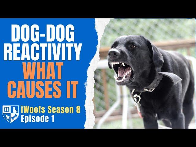 The Causes of Dog-Dog Reactivity - iWoofs S8E1