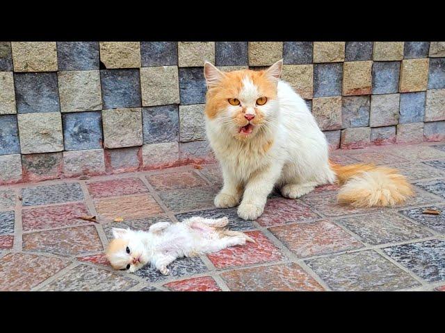 A crying mother trying to drag a man to her dying kitten. Just unbelievable