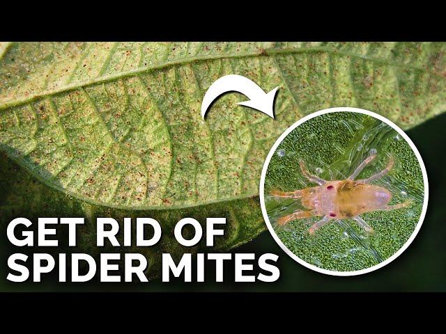 Super Simple Spider Mite Control and Prevention