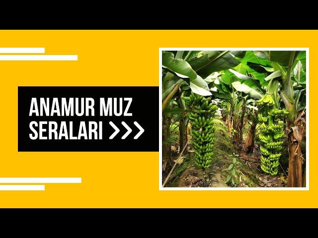 Anamur Muz Seraları | MERSİN