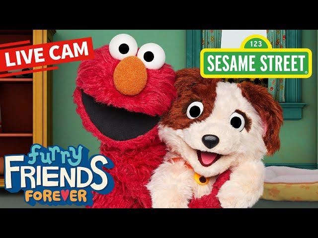 Sesame Street: Elmo & Tango Puppy Cam | Elmo's Puppy