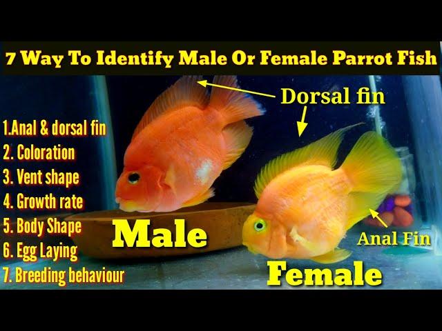 7 Way To Identify Male Or Female Parrot Fish