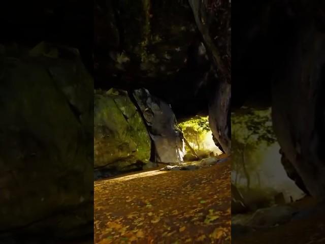 Subterranean Jungle Found in Massive Cave!  #shorts #lab360