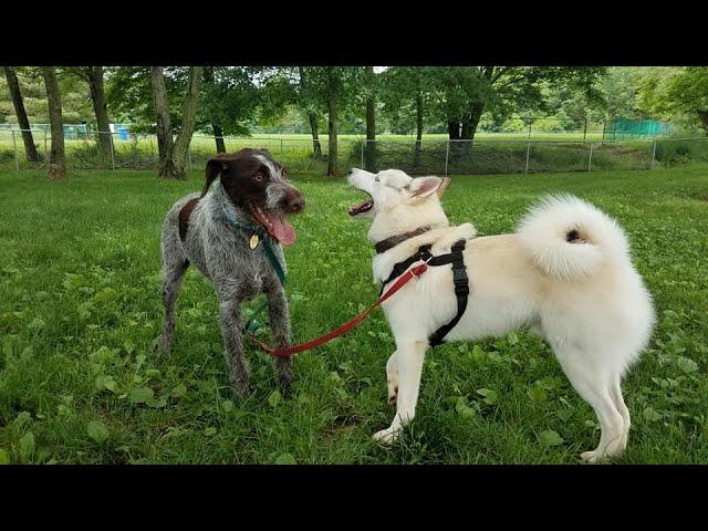 Best Dog Training Cues