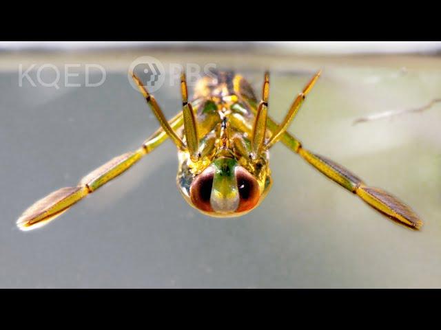 Backswimmer Insects Drag Prey Into the Upside Down | Deep Look