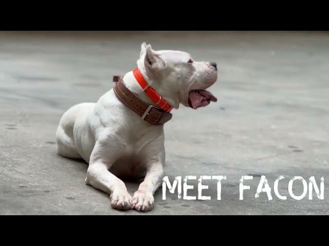 Meet The MOST Outstanding Dogo Argentino!