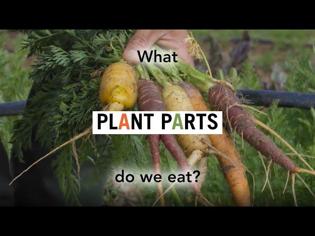 Foodwise Kids: What Plant Parts Do We Eat?