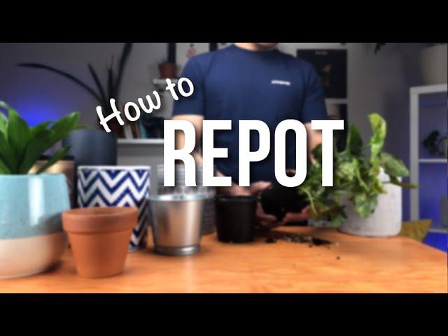 How to repot a plant? | Beginners Guide to Repotting