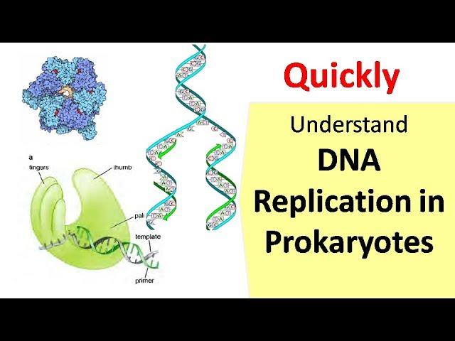 DNA Replication in Prokaryotes