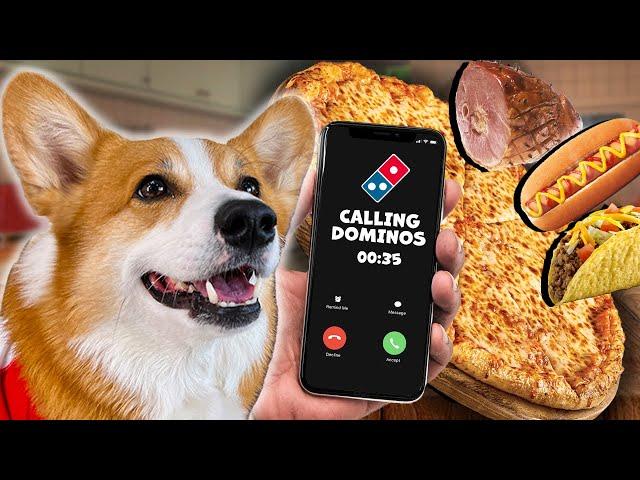 CORGI WANTS A SPECIAL PIZZA FROM DOMINOS | Hammy & Olivia Compilation