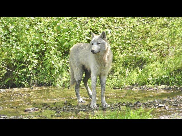 We Met Wolves In The UK | Wolf Watch UK