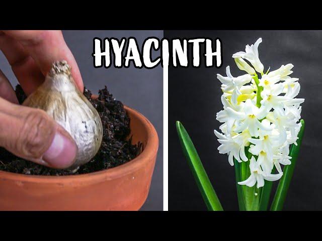 Growing Hyacinth Flower From Bulb Time Lapse (121 Days)