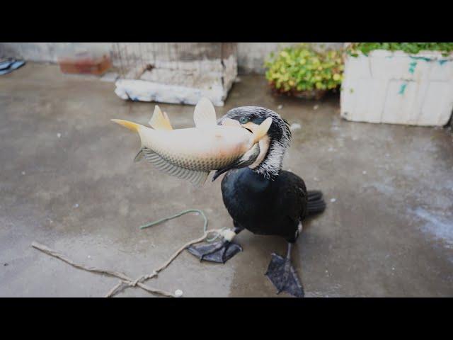 A cormorant eats a fish bigger than its own head in seconds #fishing