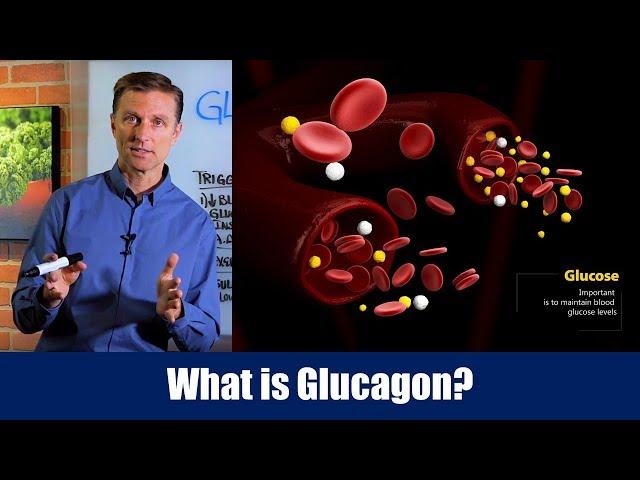 What is Glucagon? – Dr. Berg