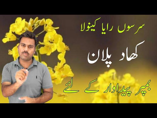 Fertilizers plan for mustard (Raya) crop | Balanced fertilizers for canola crop | Abid Ali Agrarian