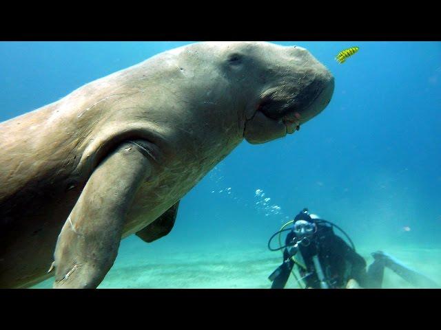 Sulawesi   Diving in Bangka Island