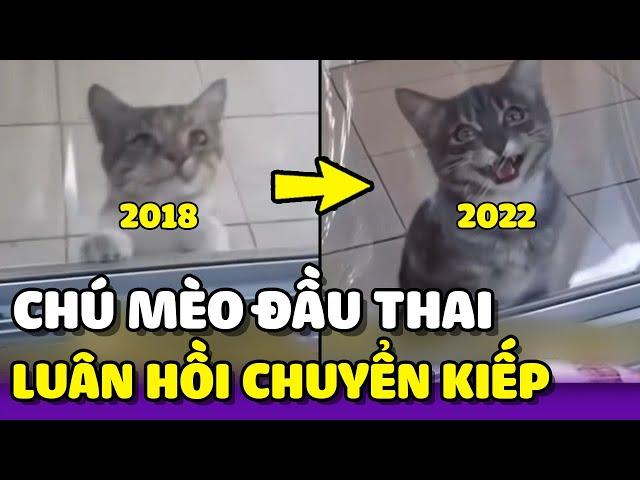 Chú mèo đầu thai xong vẫn tiếp tục đi xin ăn chủ cũ  | Yêu Lu Official