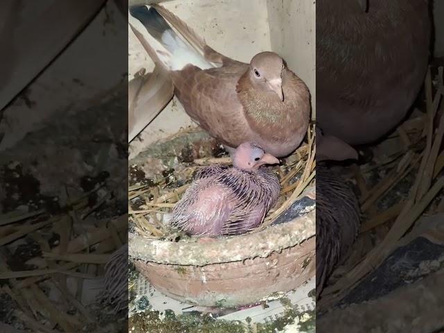 gerwa pair  #pigeonlover #petology #shortvideo