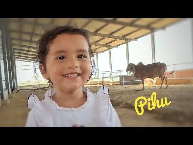 Pihu Gomata se dosti karli  Pihu cute moments || Pihu and Rasbhari Moments ||