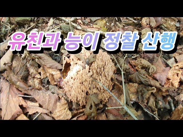 [약초]유친과 능이 정찰 산행