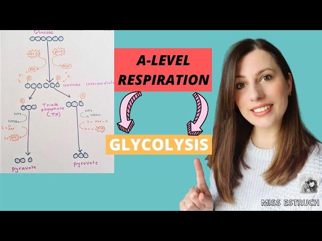 A-LEVEL  Respiration: Step 1 GLYCOLYSIS.  Phosphorylation of glucose, making TP and Pyruvate.