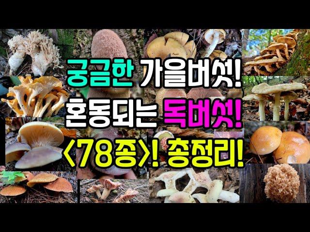 산행에서 만나는 알쏭달쏭 궁금한 가을버섯! 식용버섯과 혼동되는 독버섯들! 대표적인 78종류의 야생버섯을 총정리! 야산이든 고산이든 실제 산행에서 빠르고 유용하게 이용할 수 있다!