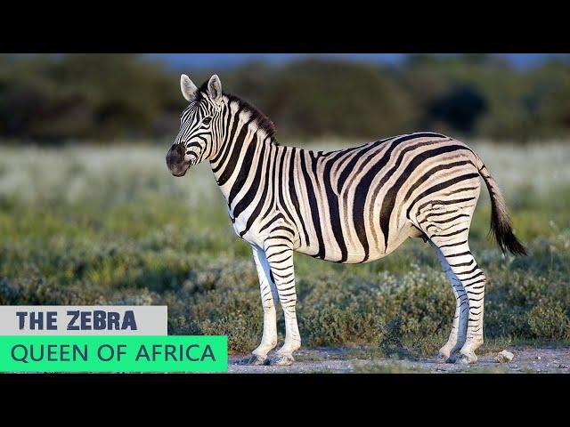 The Zebra | Queen Of Africa | Documentory of Zebra