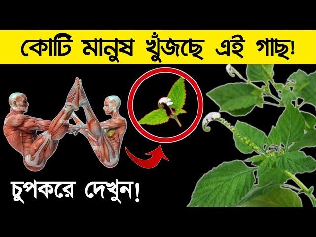 পৃথিবীর মানুষ এই গাছটিকে খুঁজে বেড়াচ্ছে | চিনে নিন এই গাছ, পাবেন আপনার বাড়ির পাশেই | হাতিশুঁড় গাছ