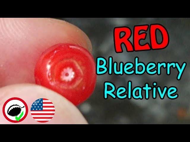 Red Huckleberry Review (Vaccinium parvifolium) - Weird Fruit Explorer Ep. 327