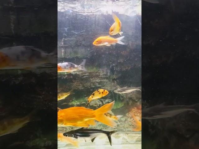 #FishVids #AquariumLife #UnderwaterWorld #FishingTips #OceanAdventure #fish #youtube