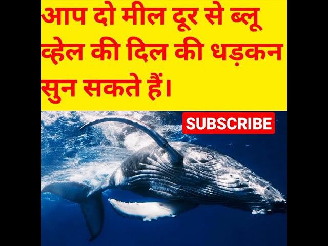 Fact About Blue Whale.//Amazing fact //Crazy Fact//#shorts