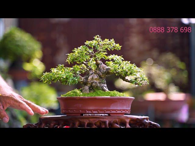 Thọ Bonsai - Số 362 ĐÃ BÁN - Kim Thanh Mai Mini Siêu Lực Sỹ