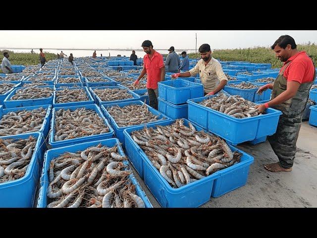 SHRIMP FARMING | How Million Tons of Shrimp Are Mass Farmed and Processed with Advanced Technology