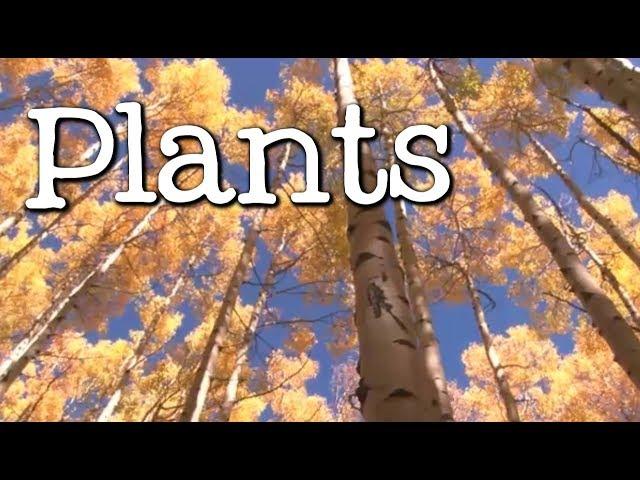 What is a Plant? All About Plants for Kids - FreeSchool