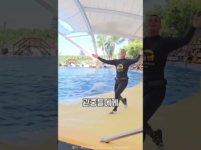 사육사가 물 뿌리자 뇌절해버린 범고래