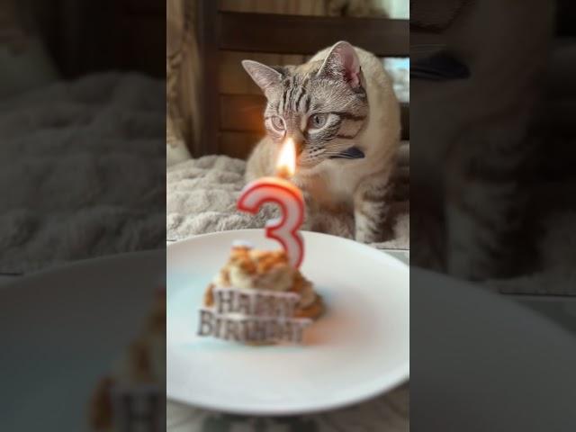Leo Turns 3!  #birthday #cake #happybirthday #leothelynxie