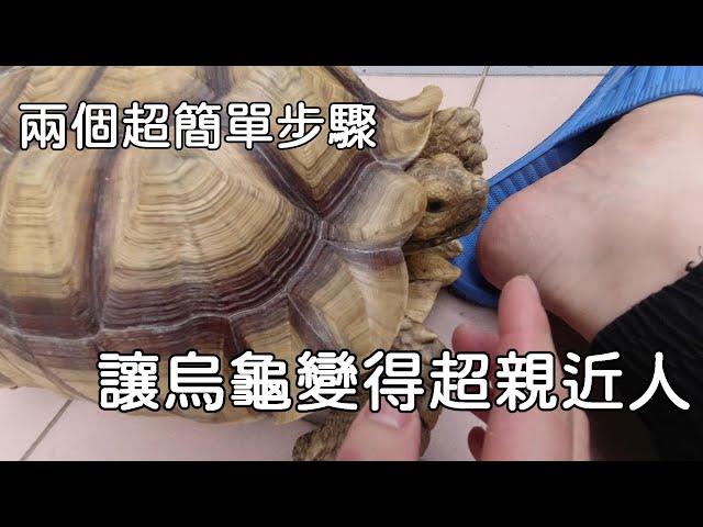 該怎麼做讓烏龜變得親近人呢???【九桃分享養爬蟲-《Reptiles》】