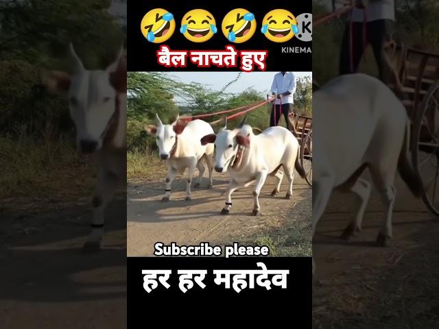 bell cow dancecing possible  #youtubevideo #funny #comedy #animals #foryou #cow #viralshort