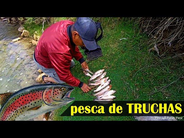 #pescadetruchas Increíble pesca de TRUCHAS en un riachuelo escondido