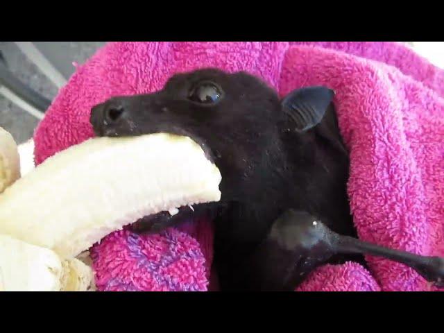 Please don't take my banana away!