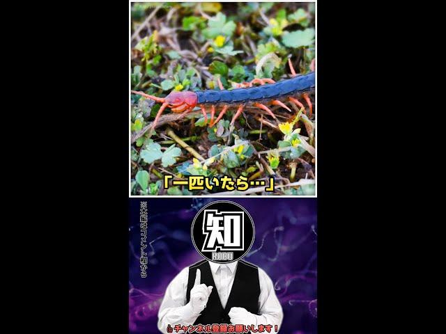 トビズムカデって実は人の家の中で・・・ #Shorts