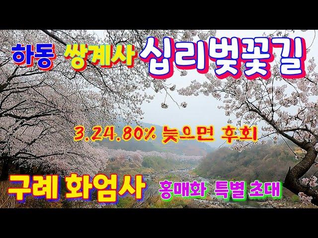 하동 쌍계사 십리 벚꽃 터널 만개/ 지금80% 개화/ 지리산 녹차 와 벚꽃/ 구례 화엄사 홍매화 듬/ 섬진강 벚꽃길 아름답습니다.