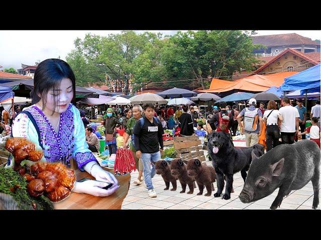 #mountain market full of precious herbs - market selling dog butt - black pig