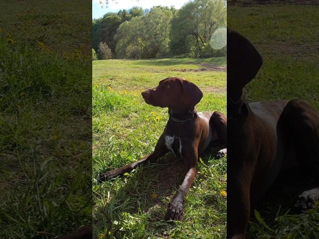 Почему я выбрал породу Курцхаар #курцхаар #дратхаар #охота #охотник #hunter #hunting #охотавроссии