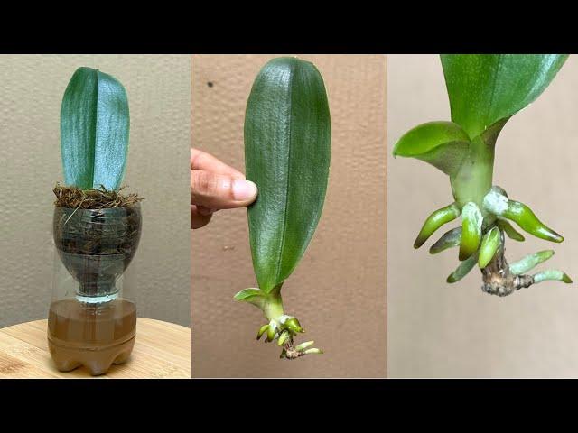 Planting 1 Orchid Leaves In This Strange Way Will Grow Roots And Bloom Forever