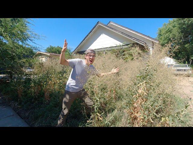 Neighbor can't REMEMBER the last time this lawn was cut