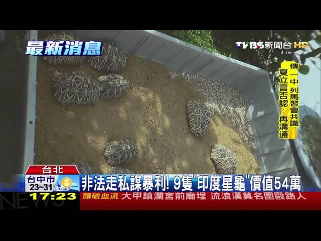 【TVBS】非法走私謀暴利！　9隻「印度星龜」價值54萬