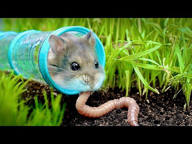 Die Überlebenskünste eines Hamsters testen